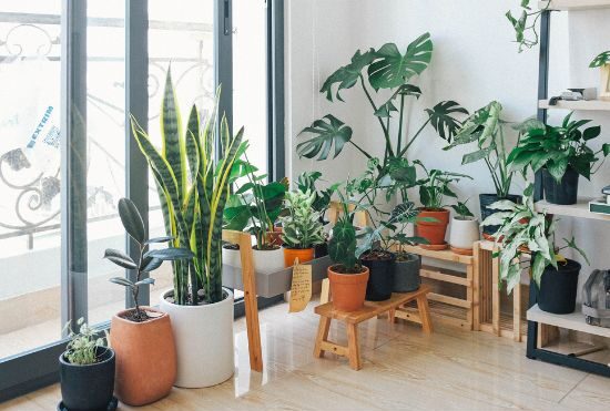 Indoor Plant Set